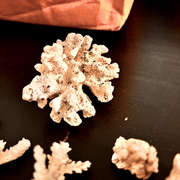 Bulk white coral branch pieces - Picture 2 of 4